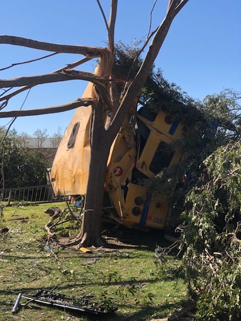 The yellow school bus is wrapped around a tree.