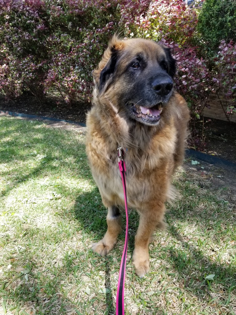 Our Leonberger Bronco standing on grass in front of bushes with flowers.