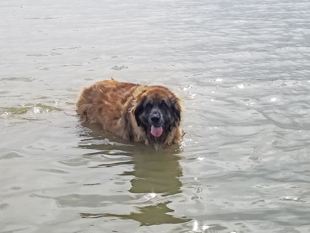 Photo of a Leonberger standing in somewhat calm water.
