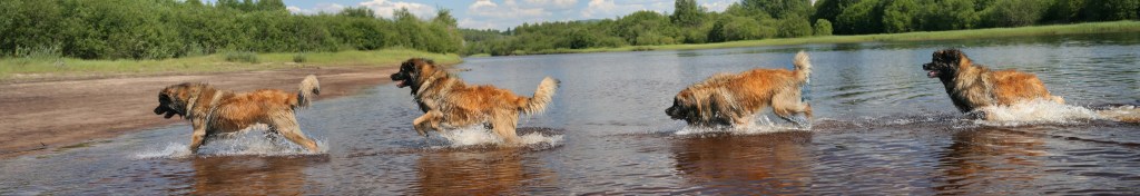 Picture showing four Leonbergers running across a river.