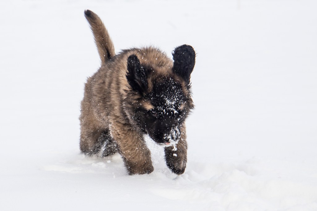 Photo of a Leonberger puppy running in snow towards the camera.