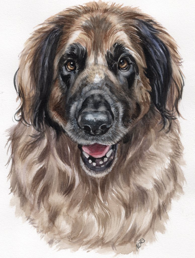A painting of Bronco our Leonberger. His face is facing forward.