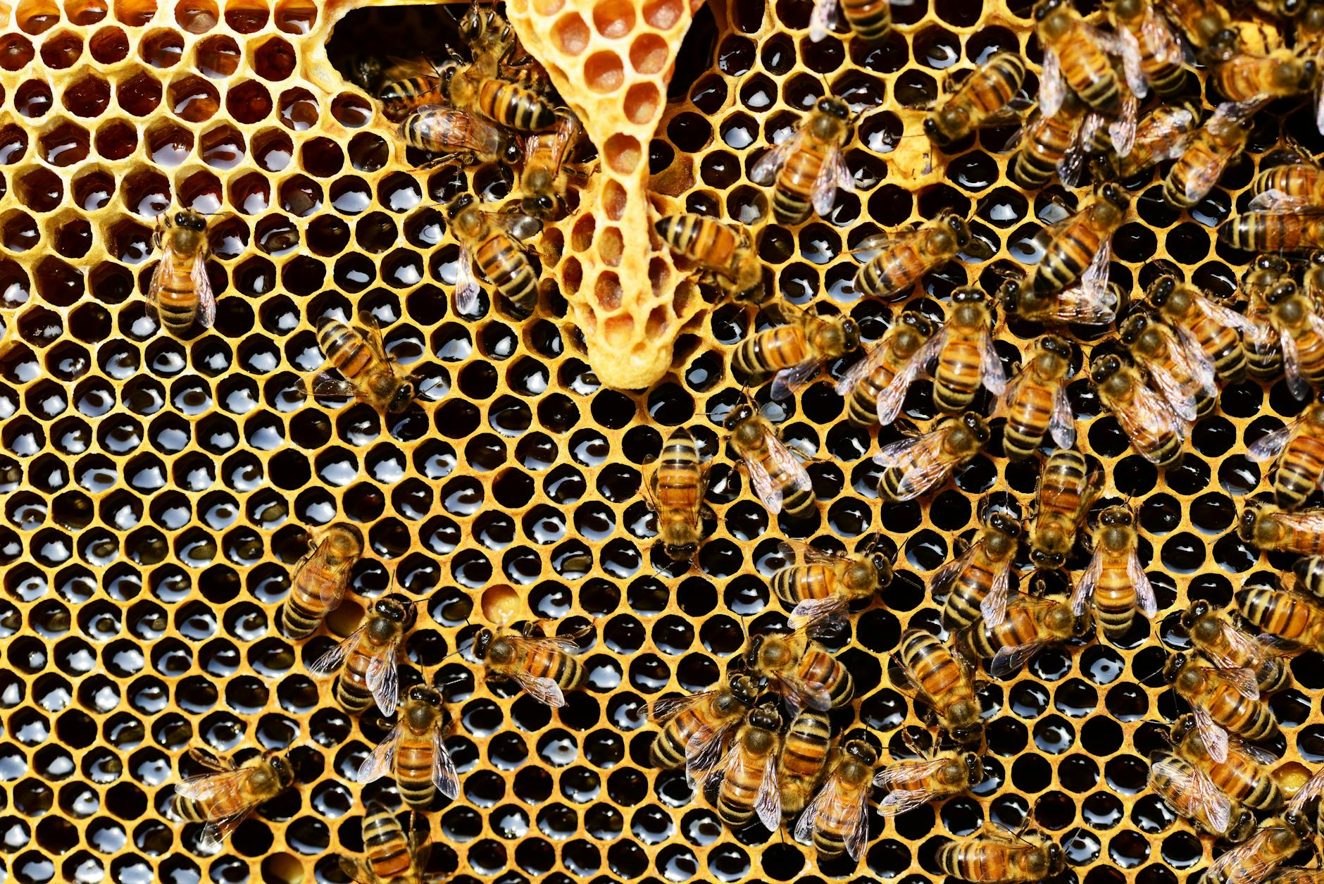 This is a picture of a beehive