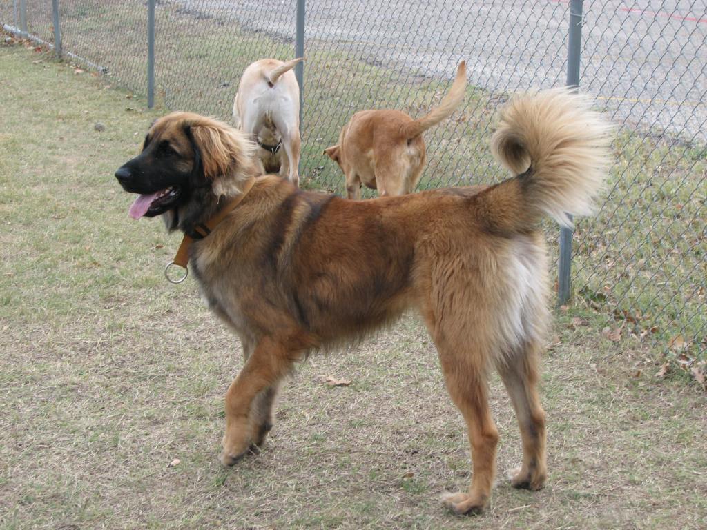 A photo of our young Leonberger in the foreground. There is a white and yellow lab in the background.