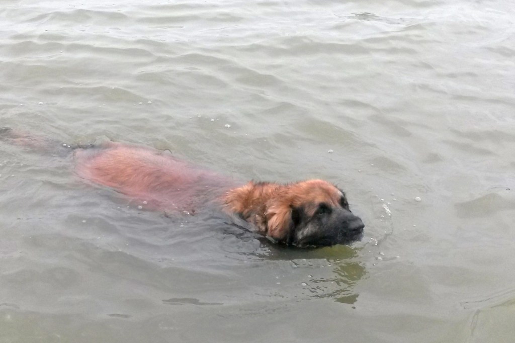 A photo of a Leonberger swimming in a lake.