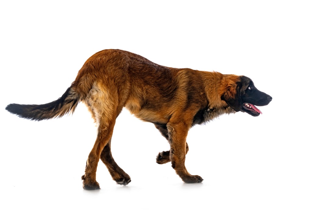 Young Leonberger on a white background.