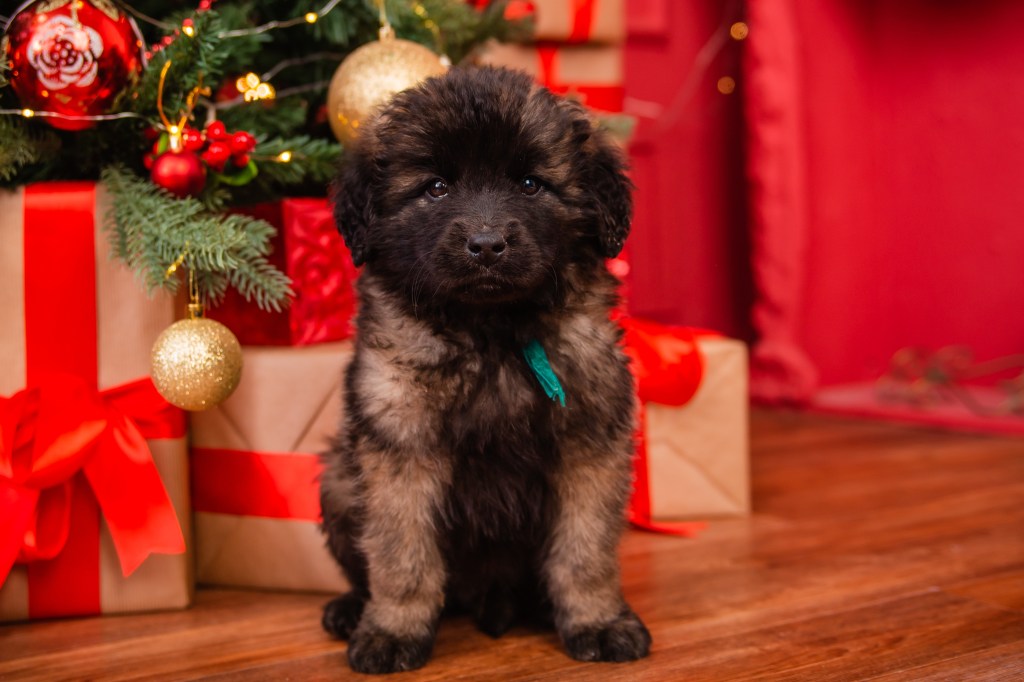A very young Leonberger puppy sitting in front of a Christmas tree.
