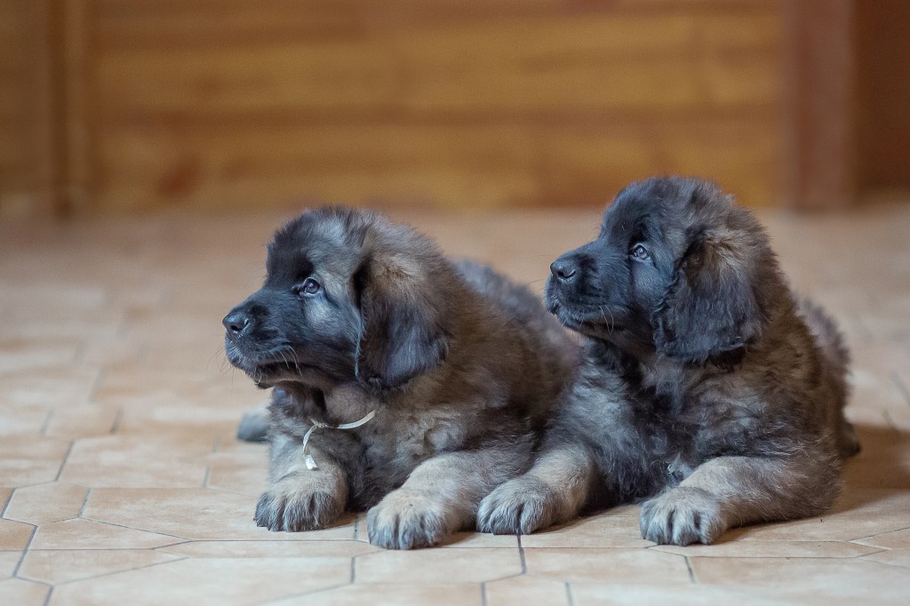 Two brown Leonberger puppies lying on a wood floor.