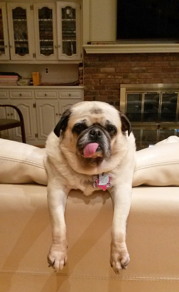 Our pug Daisy on top of the sofa. Her legs are dangling over the sofa and her tongue is out.