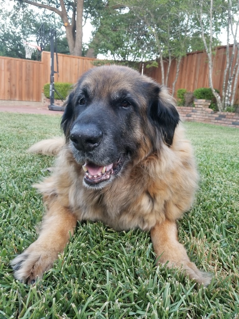 A photo of our Leonberger lying on our green lawn. There are trees and bushes in the background.