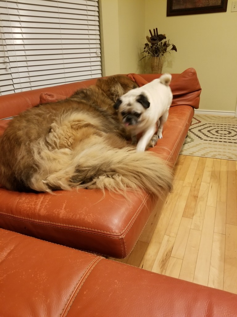Our big Leonberger dog Bronco is lying on the sofa and our pug Daisy is walking right by him.