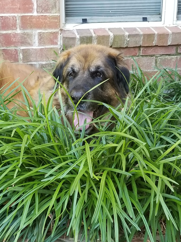 Our Leonberger Bronco is looking out from the green bushes and straight at the camera.