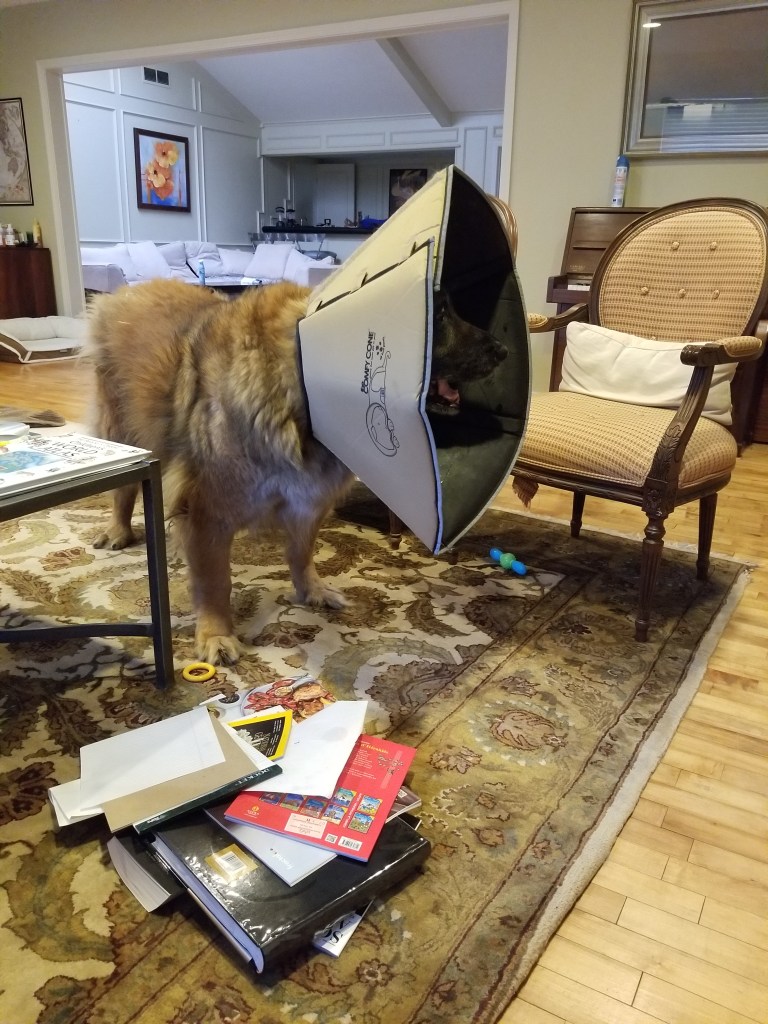 The photo shows a table with nothing on it. There is a pile of books and papers on the floor. Bronco is standing behind the table. He is wearing a big cone around his head.