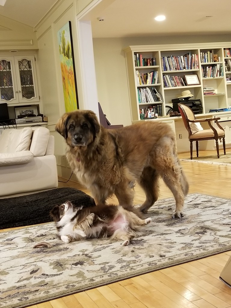 The photo shows Bronco our Leonberger dog standing in the living room. He is looking into the camera. Rollo is lying in front of him and showing him his belly. That was usually what he did when he wanted a belly rub.