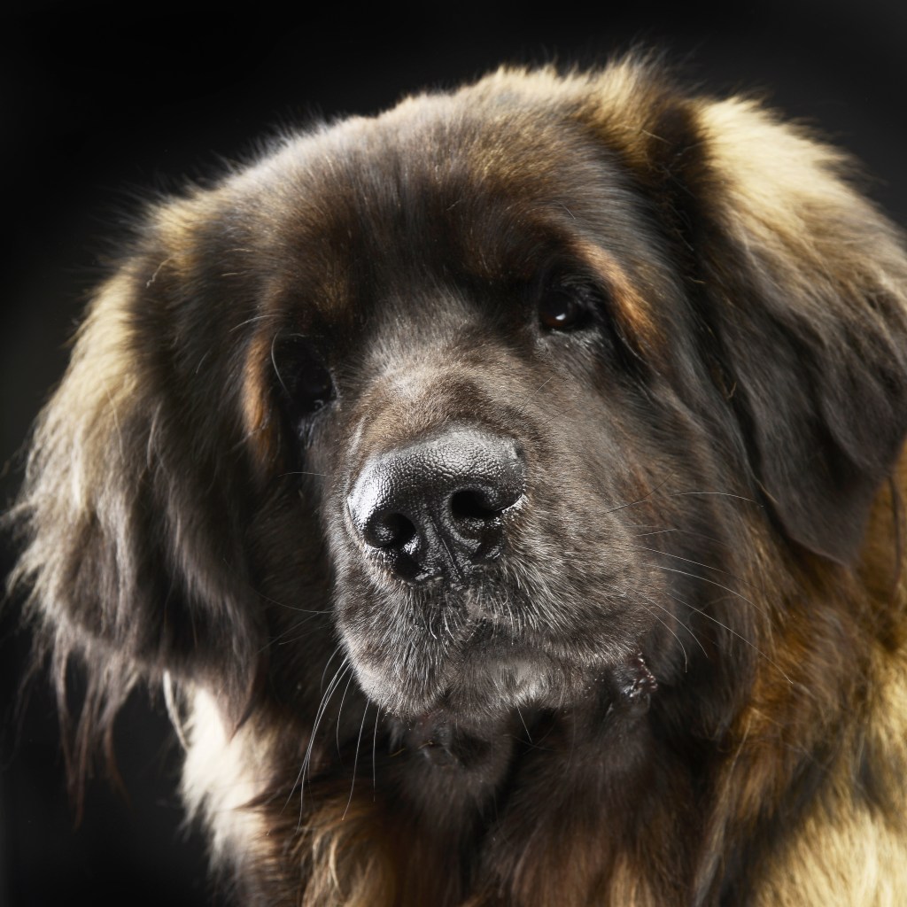 Leonberger dog looking into the camera, like a portrait.