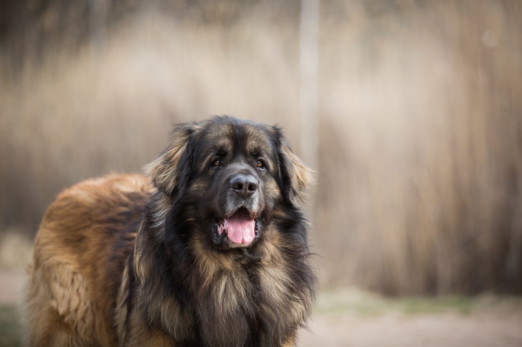 An old Leonberger standing in front of a field and looking into the camera.