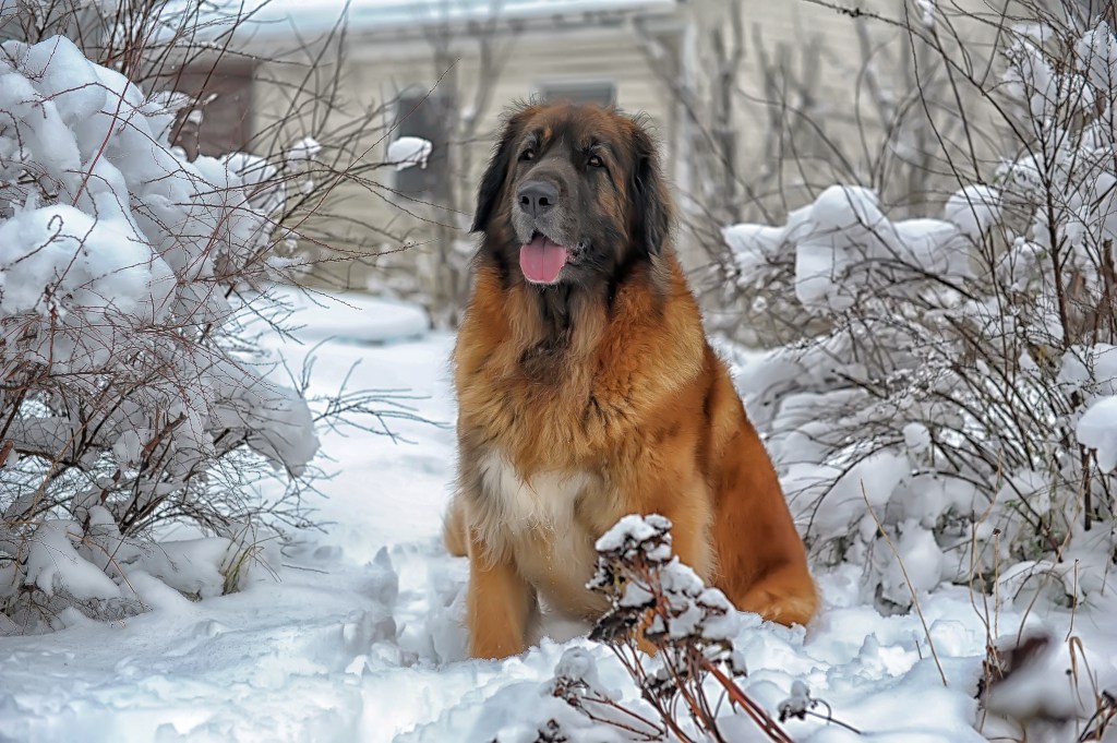 Old Leonberger sitting in the snow between two snowy and icy bushes.