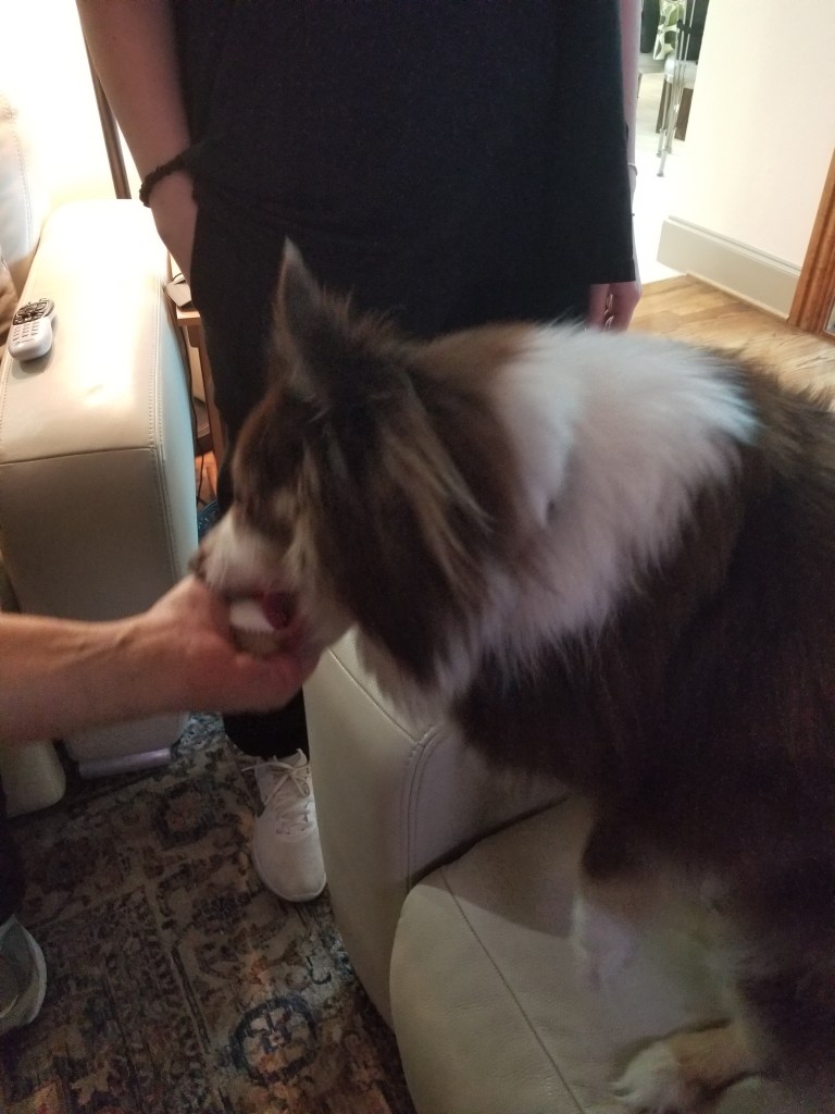 The photo shows a mini-Australian Shepherd eating a small cupcake from someone’s hand.