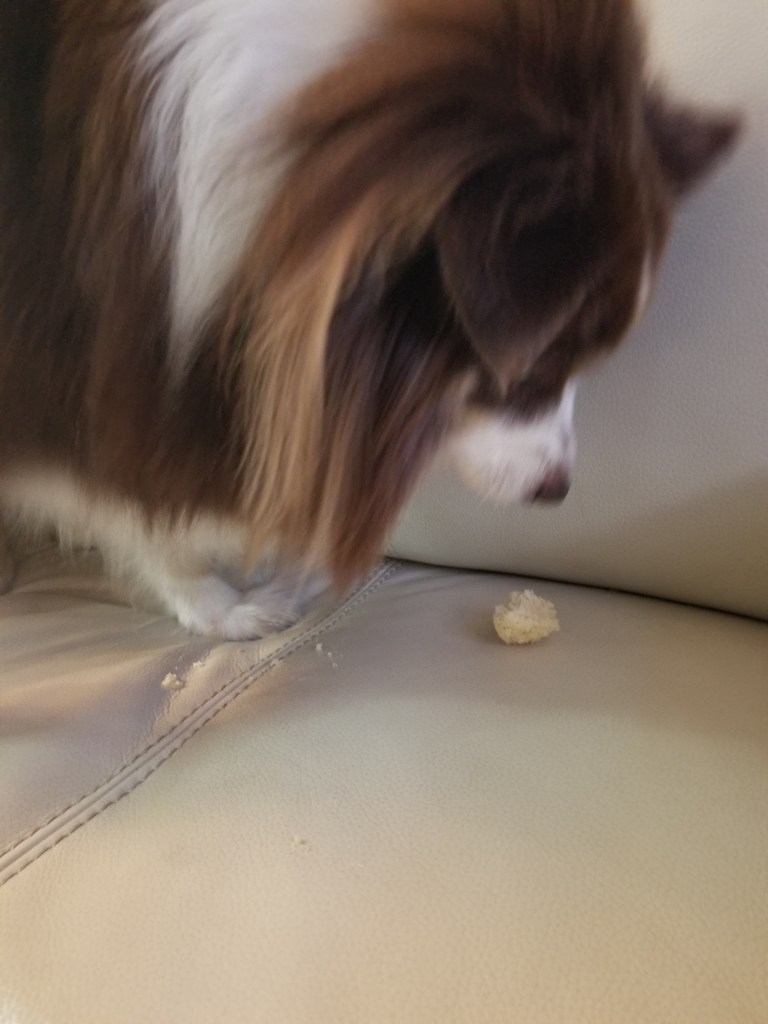 The photo shows a mini-Australian Shepherd with his mouth close to a piece of bread.