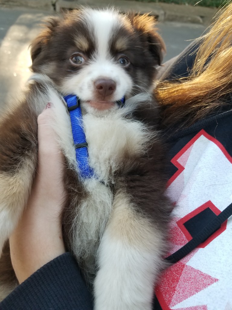 The photo shows a mini-Australian Shepherd puppy biting his harness. He is being held by our daughter and he is looking straight into the camera.