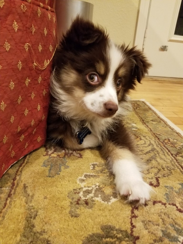 The photo shows a mini-Australian Shepherd puppy peeking out behind a red sofa and looking straight into the camera.