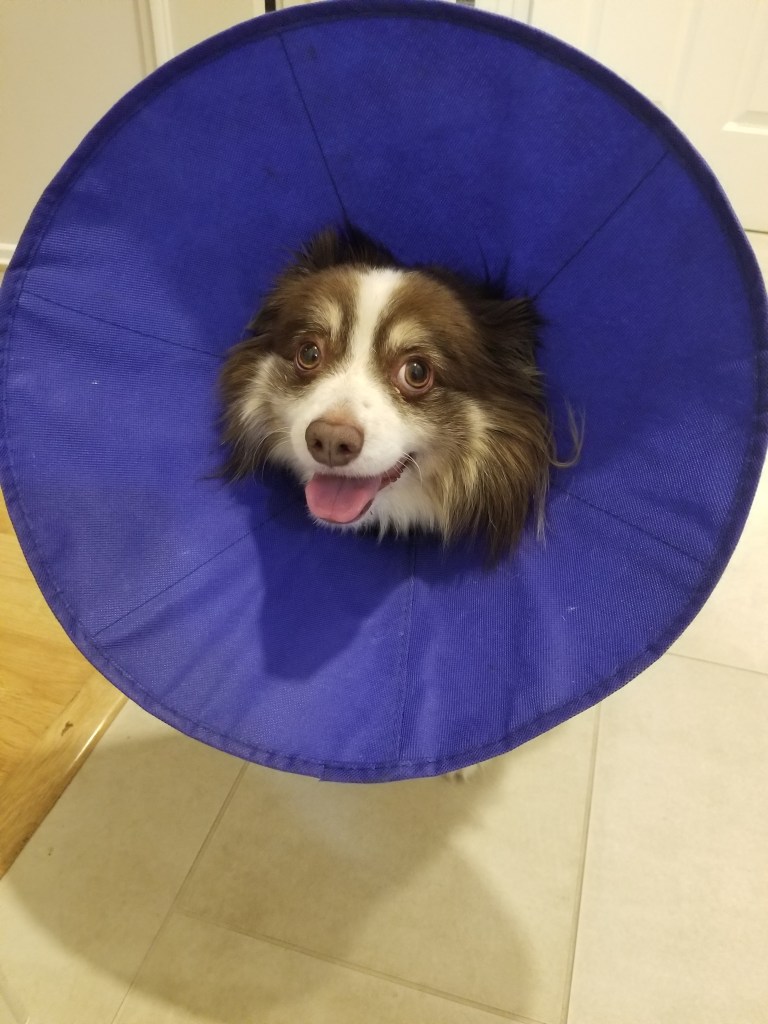 Rollo our mini-Australian Shepherd is sitting on the floor. He is wearing a big blue cone.