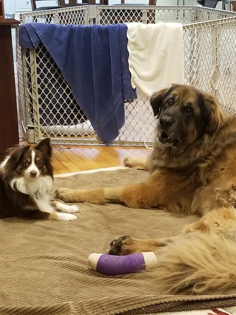 Rollo our mini-Australian Shepherd is on the left and Bronco our Leonberger is on the right. He is wearing a bandage on his back leg.