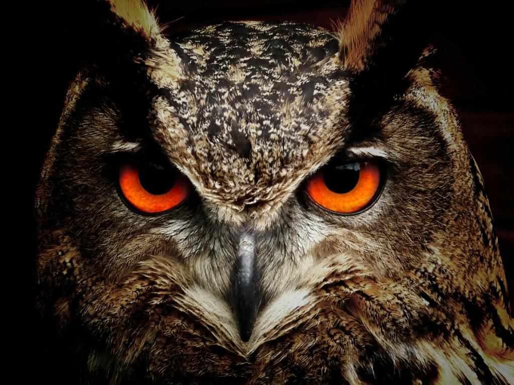 Close up of owl with bright yellow eyes.
