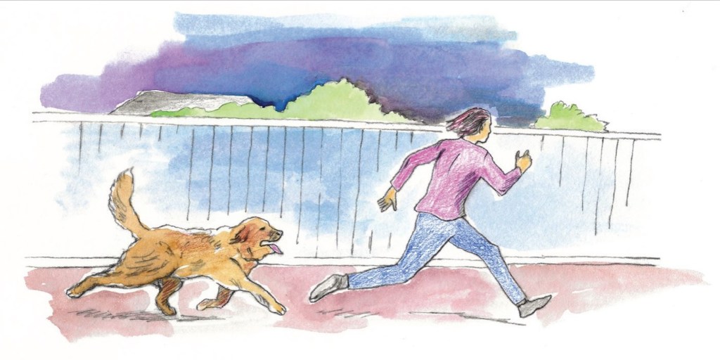 Illustration of our Leonberger running after a man wearing jeans and a purple shirt.