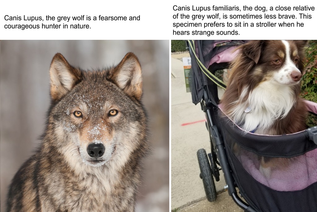 There is text above the wolf on the left that says “Canis Lupus, the grey wolf is a fearsome and courageous hunter in nature.”. There is a text above Rollo on the right that says “Canis Lupus familiaris, the dog, a close relative of the grey wolf, is sometimes less brave. This specimen prefers to sit in a stroller when he hears strange sounds.”