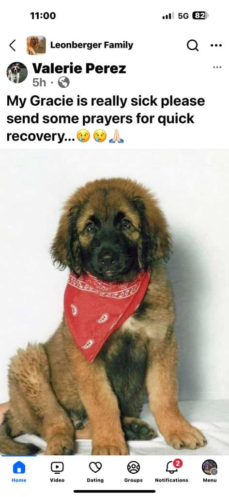 The text says, “My Gracie is really sick please send some prayers for quick recovery”.