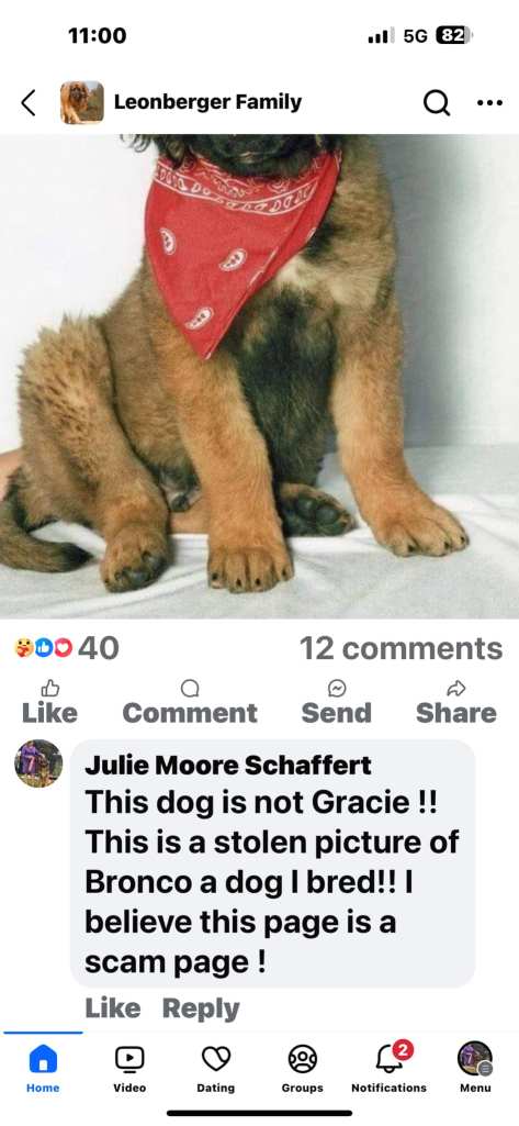 Julie’s comment says, “This dog is not Gracie !! This is a stolen picture of Bronco a dog I bred!! I believe this page is a scam page.