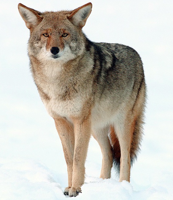 Coyote standing in snow and looking into the camera