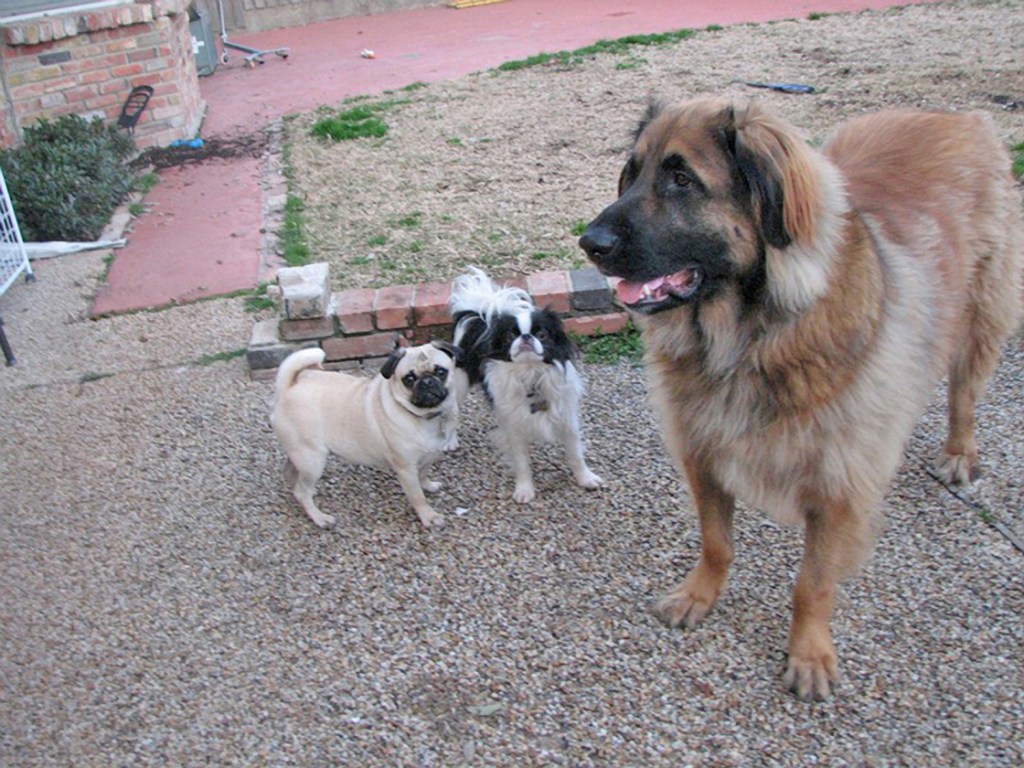 Our beige pug Daisy is on the left. To the right of her is our black and white Japanese Chin Ryu. On the right is our big Leonberger Bronco.