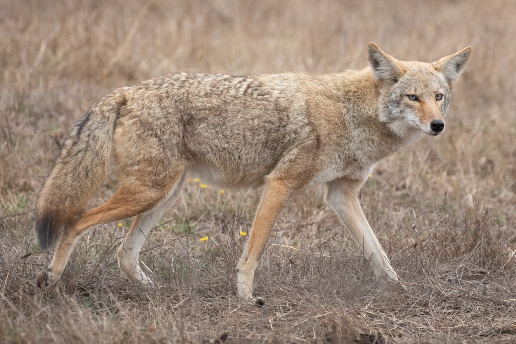 A coyote walking across grass.