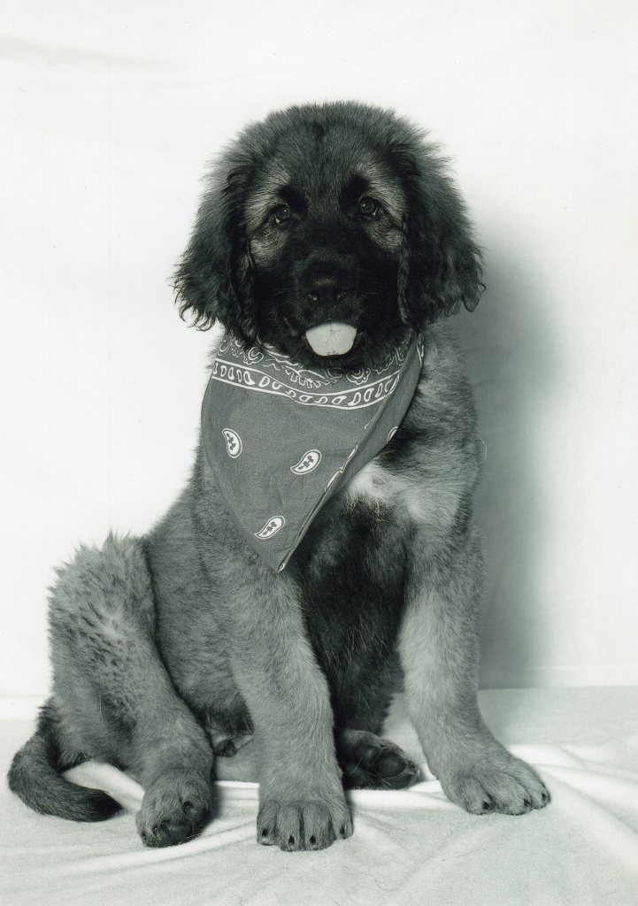 A photo of a Leonberger puppy wearing a scarf. He has his tongue out.