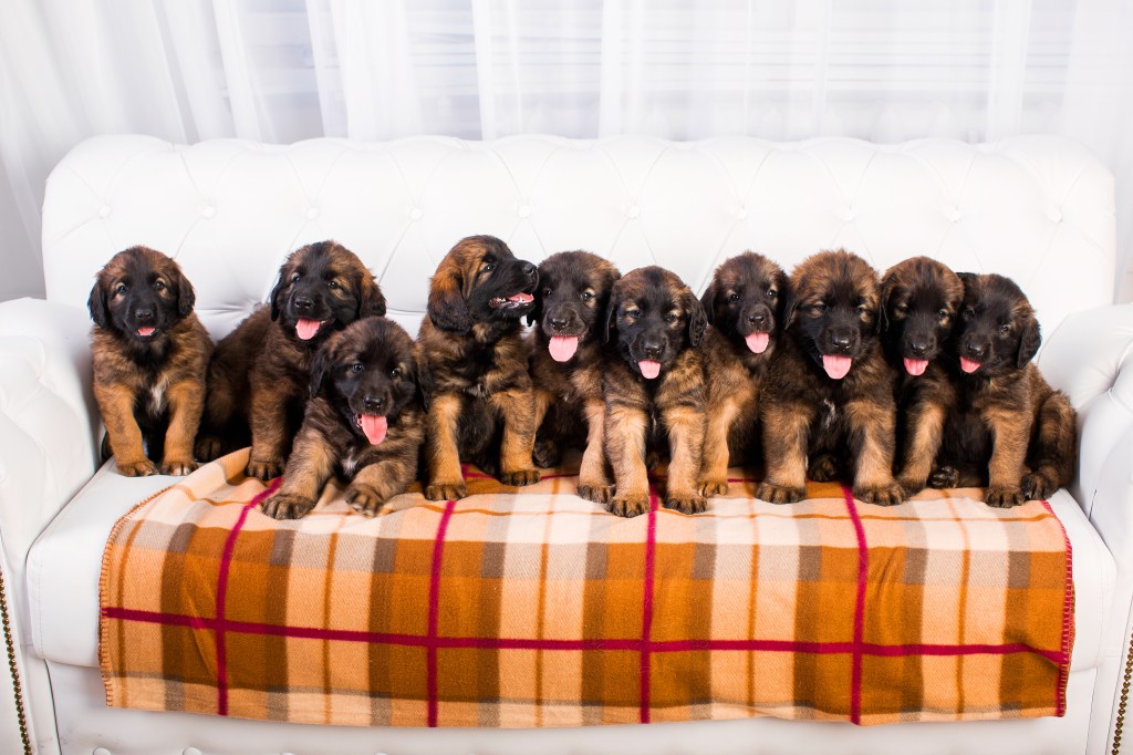 Ten Leonberger puppies sitting on a sofa. They are brown with black face masks.