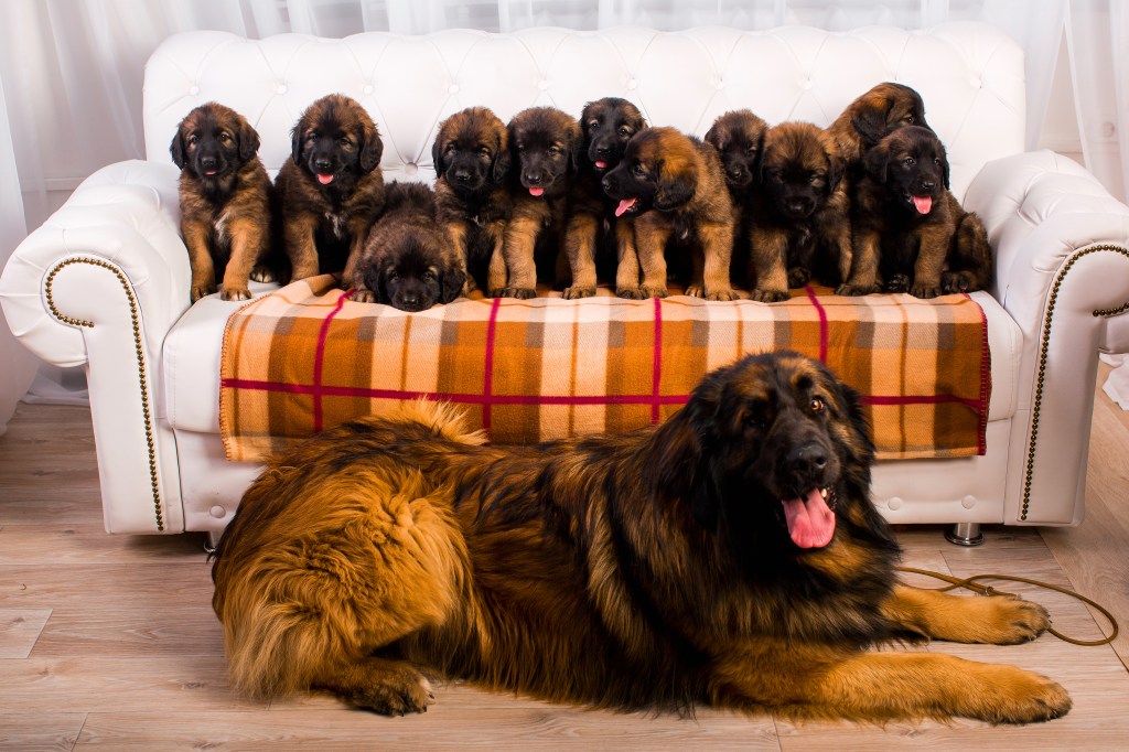 Ten Leonberger puppies sitting on a sofa. They are brown with black face masks. An adult Leonberger is lying in front of them.