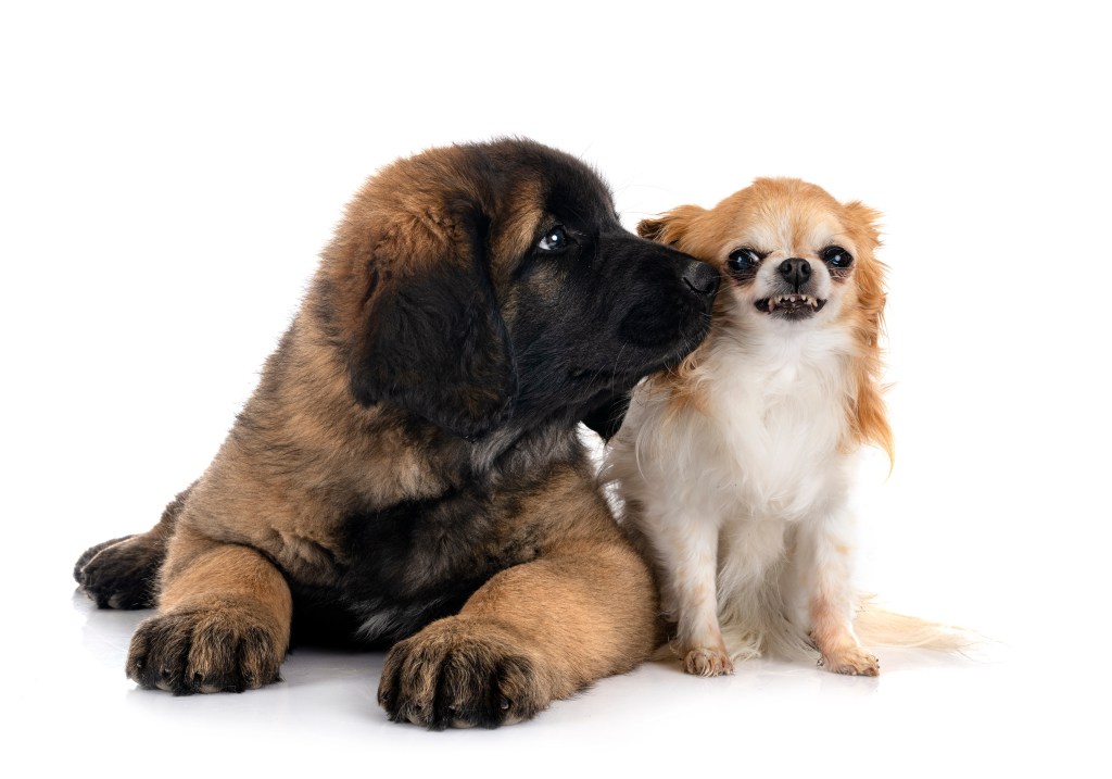 Leonberger puppy giving a Chihuahua kiss, but the Chihuahua does not look happy. The Leonberger puppy is much bigger than the Chihuahua.