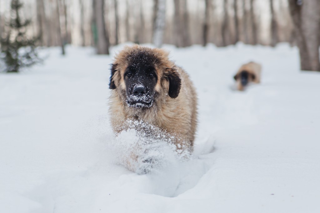 A Leonberger puppy running in the snow. A second one is behind him in the distance.