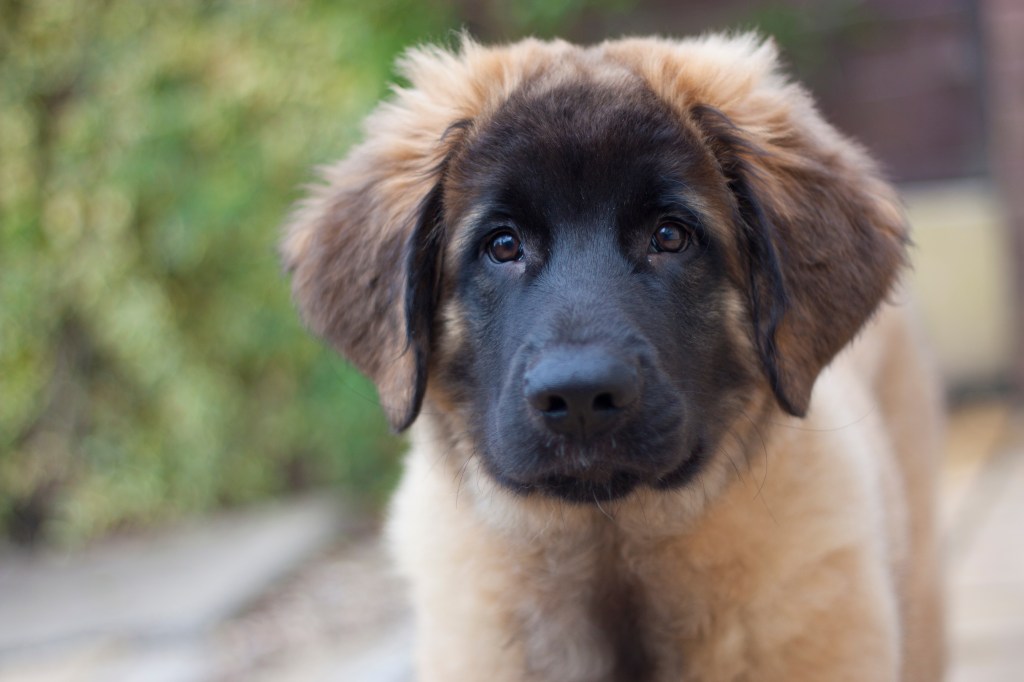 Maybe three months old Leonberger puppy looking straight into the camera.