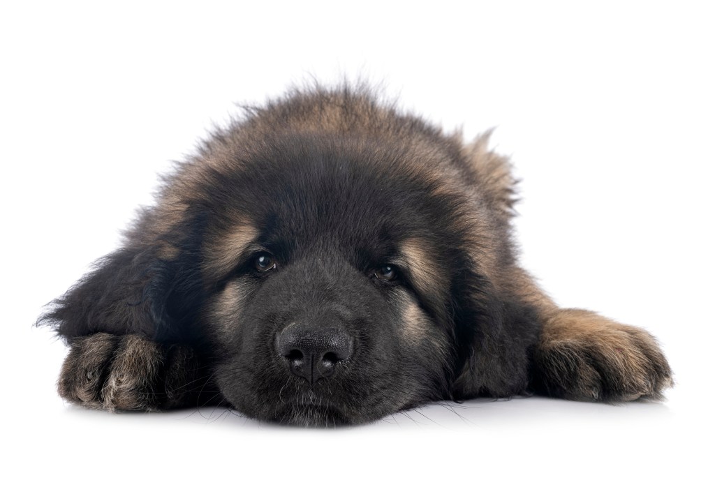 Close up of two months old Leonberger puppy lying on the floor.