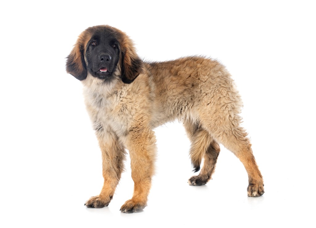 A Leonberger puppy standing on a white floor.