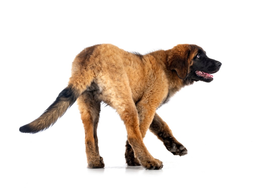 Young Leonberger on a white background.