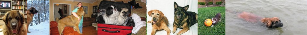 Photos of various dogs including our Leonberger