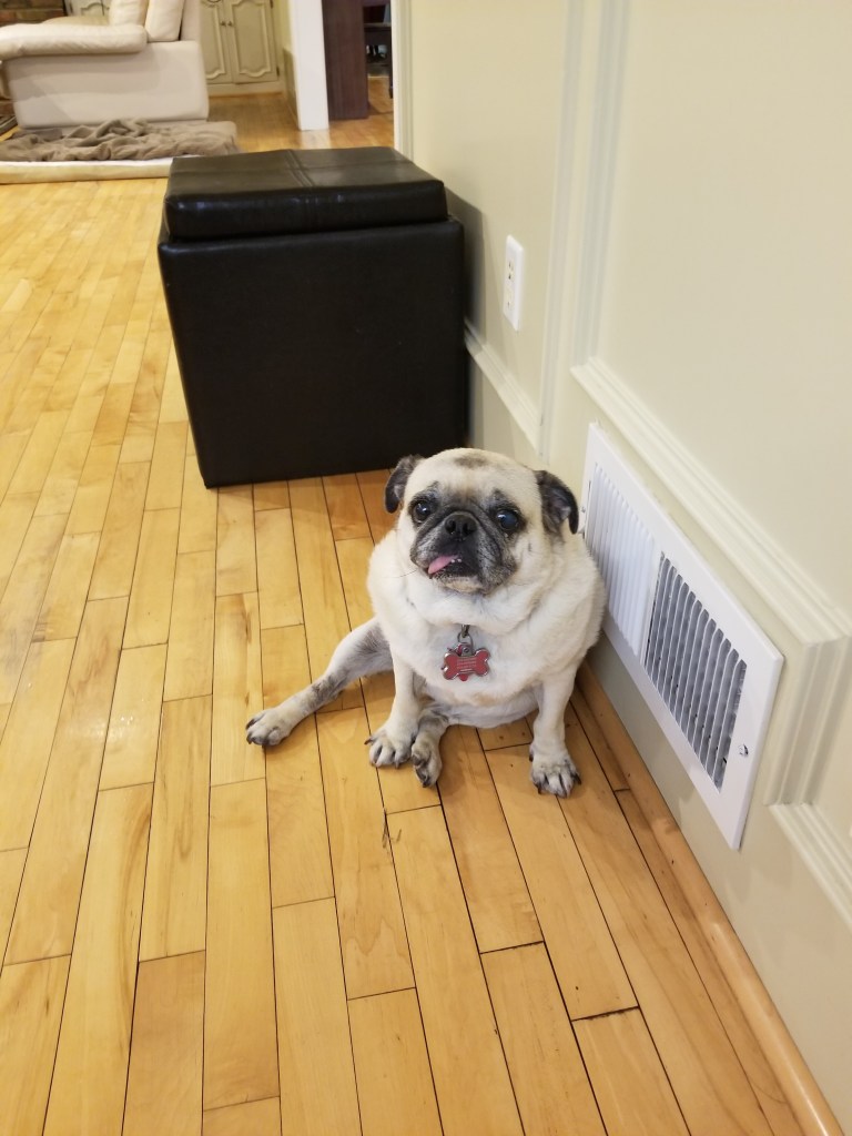 Our pug is leaning on vent located close to our wood floor.