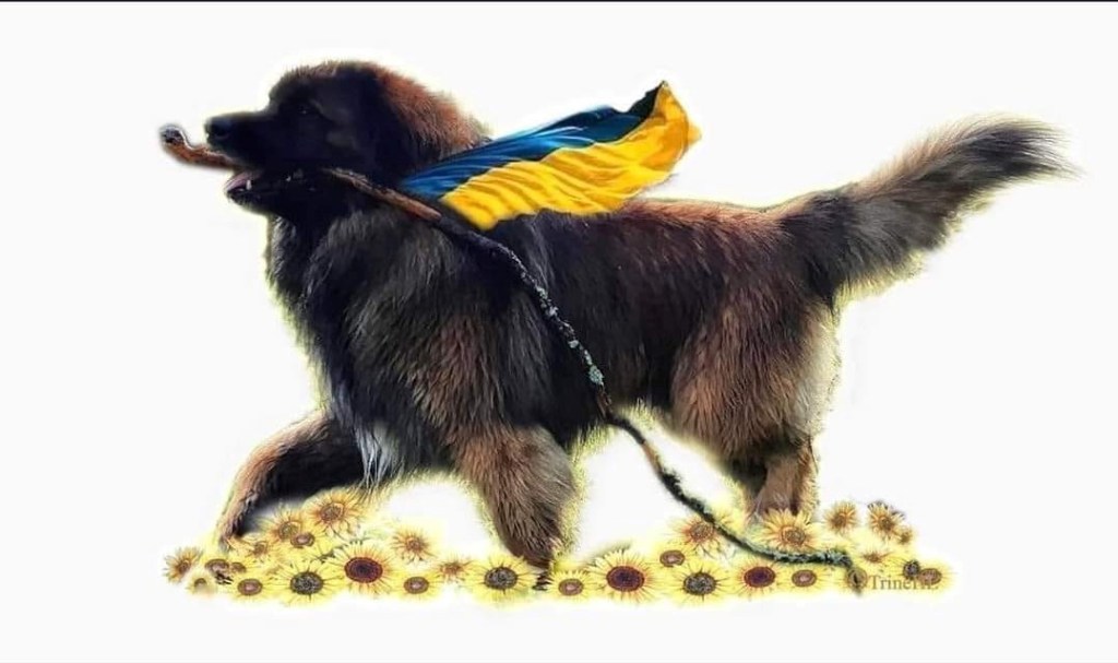 The picture is an illustration of a Leonberger running and holding a Ukrainian flag in its mouth.