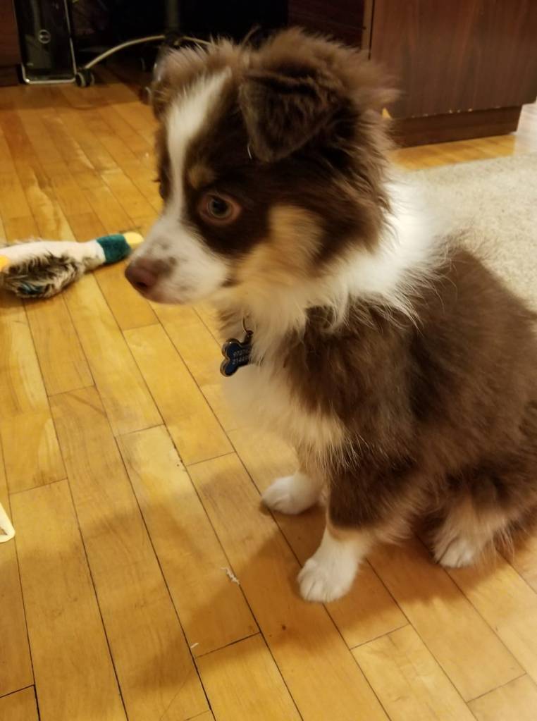 Rollo is sitting facing left and there is a toy duck next to him.
