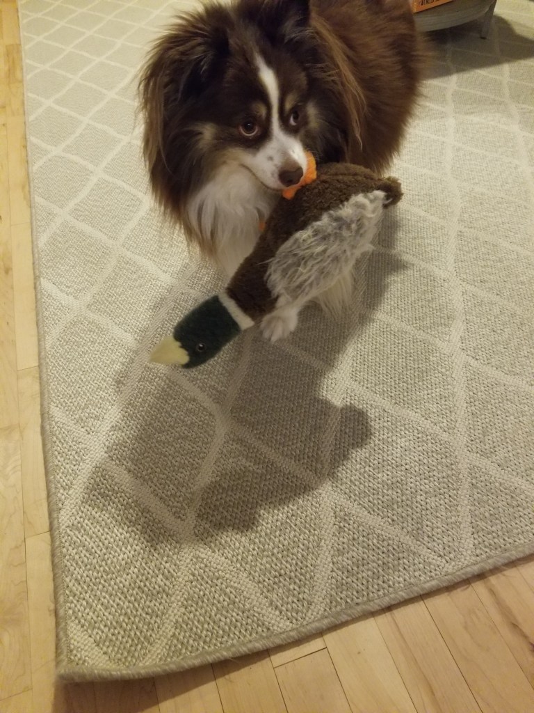 Rollo is standing on a grey carpet holding a toy duck in his mouth.