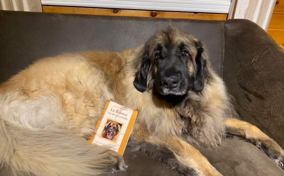 Photo of a Leonberger lying on a leather sofa with my book leaning towards his chest.